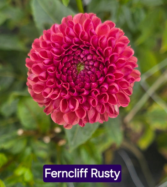 Ferncliff Rusty