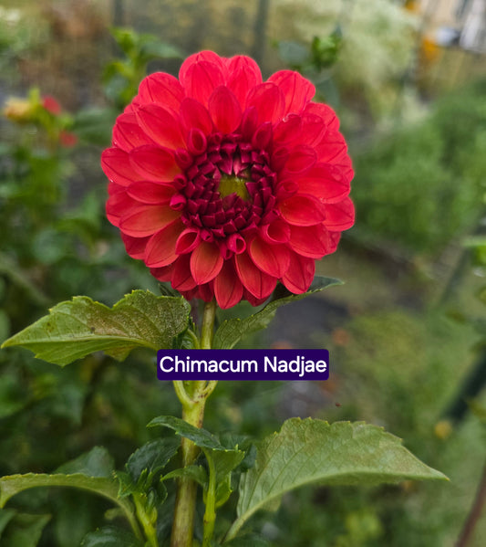 Chimacum Nadjae