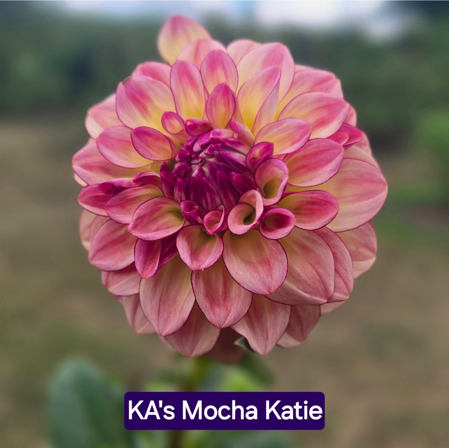 KA's Mocha Katie