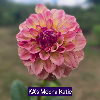 KA's Mocha Katie