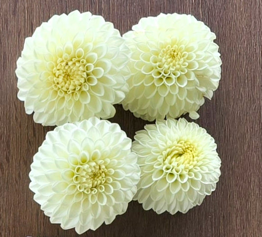 Ryecroft Jan BULK (5)