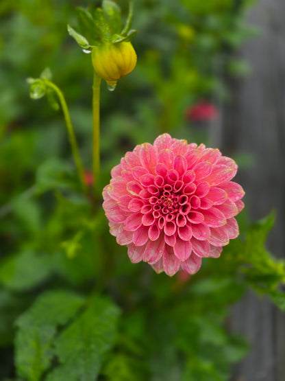 Rock Run Ashley BULK (5)