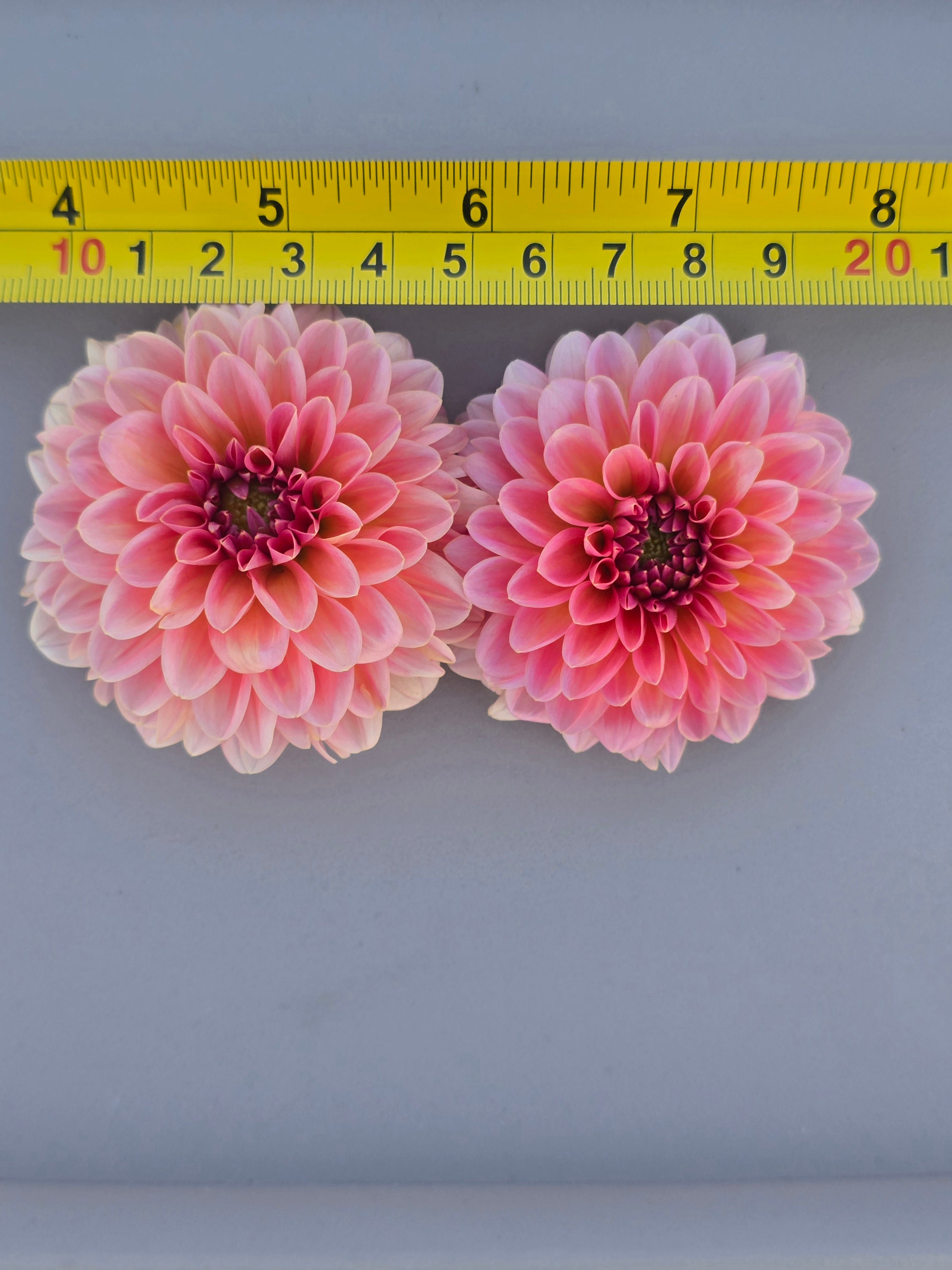 Pink Runner – Budding Obsession