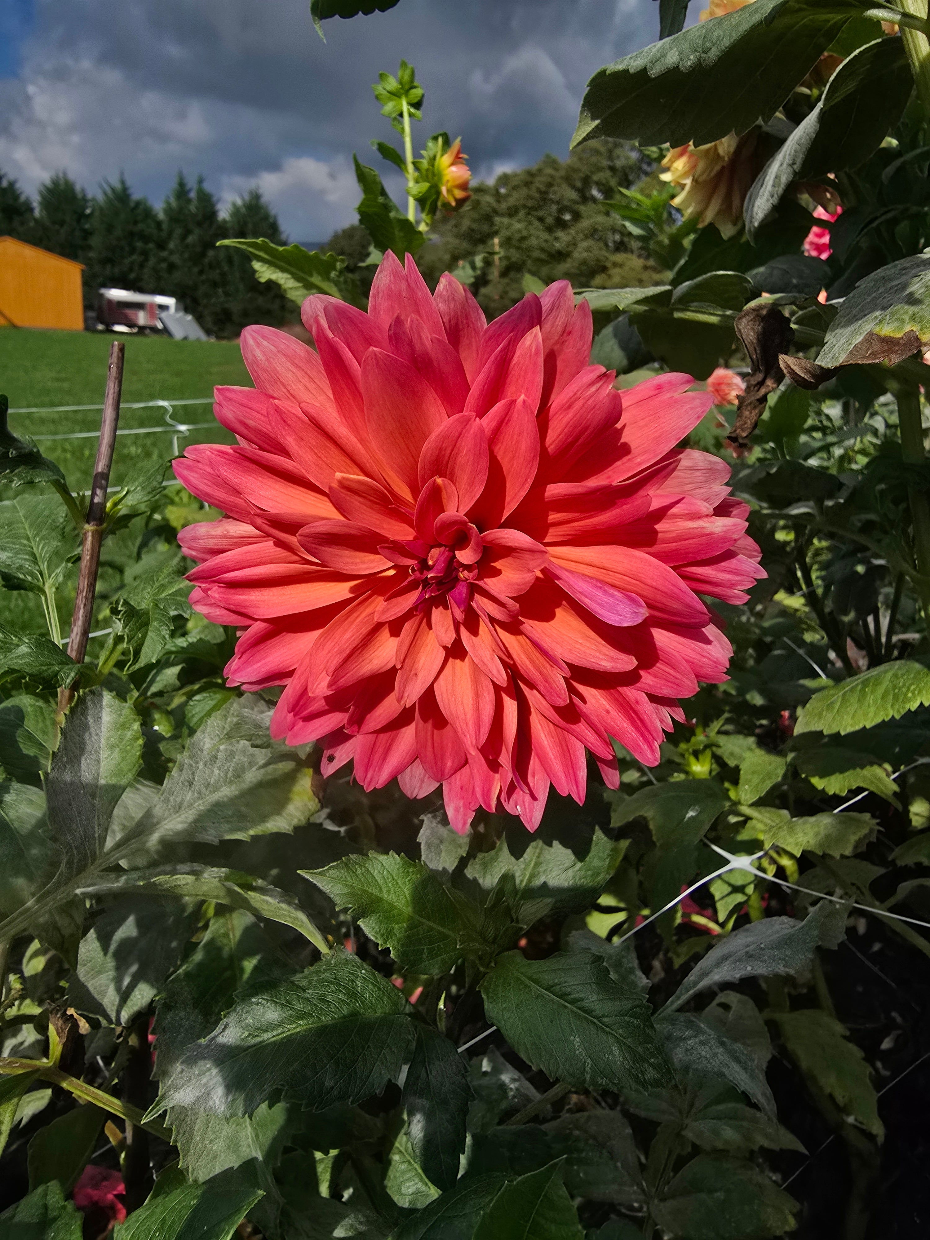 Fire Magic – Budding Obsession