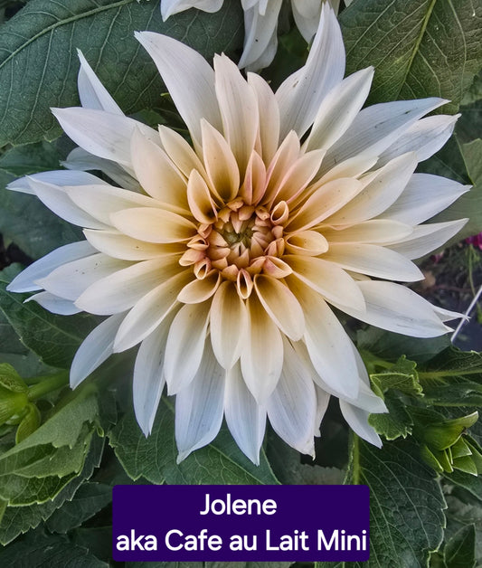 Café au Lait Mini (Jolene)