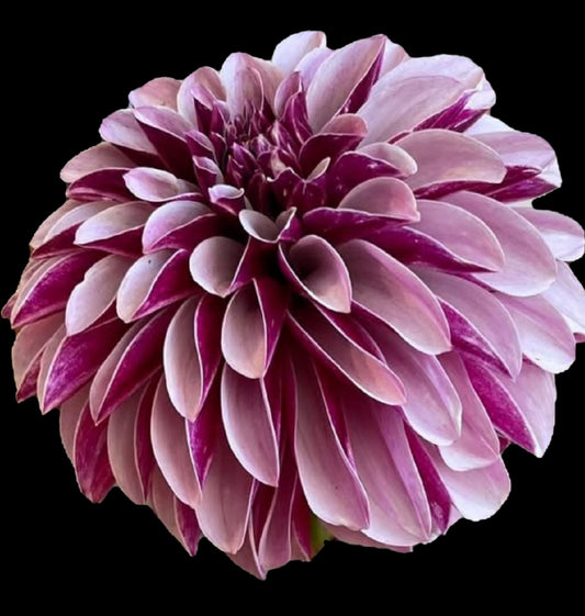 Salish Twilight Girl