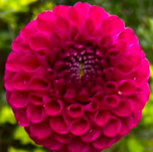 Bloomquist Refreshing