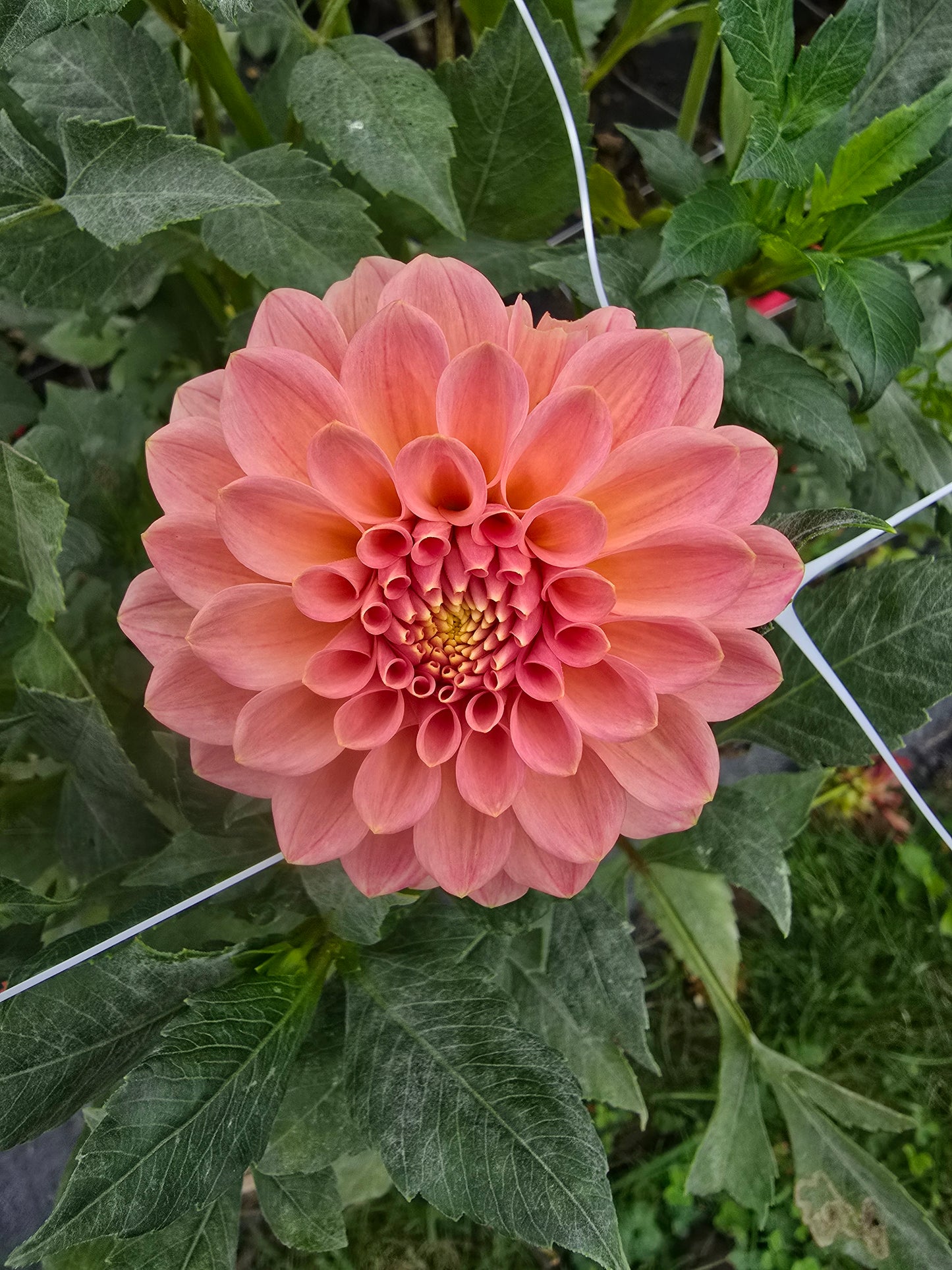 Rock Run Ashley BULK (5)