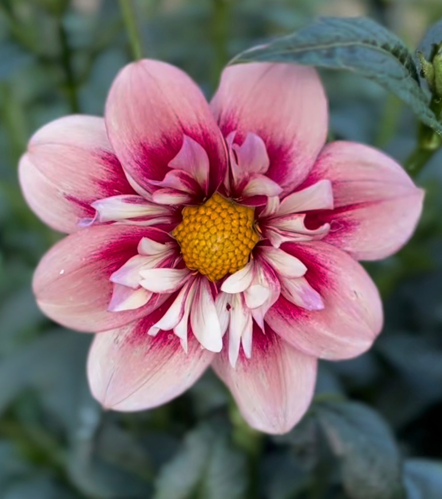 Rhubarb and Custard Dahlia Rooted Cuttings (Pre-Order)