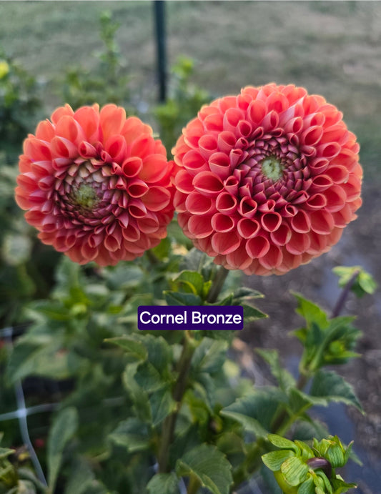 Cornel Bronze BULK (5)