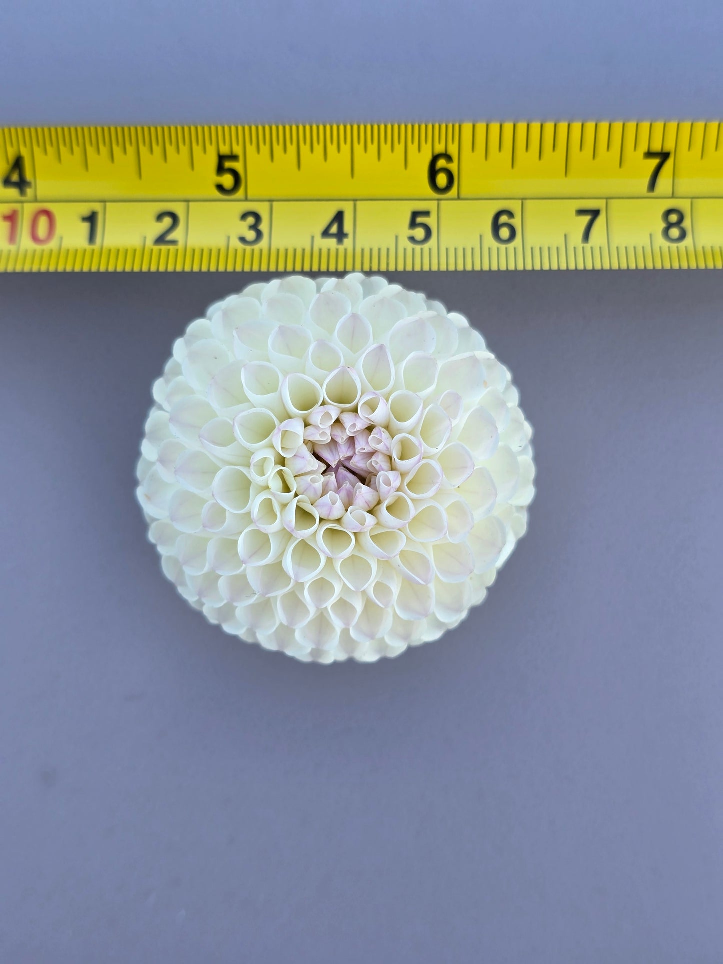 Hollyhill Miss White