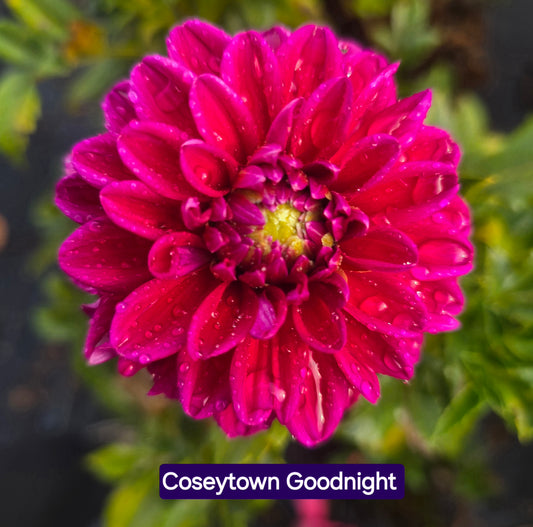 Coseytown Good Night