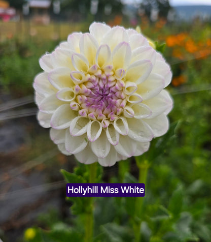 Hollyhill Miss White