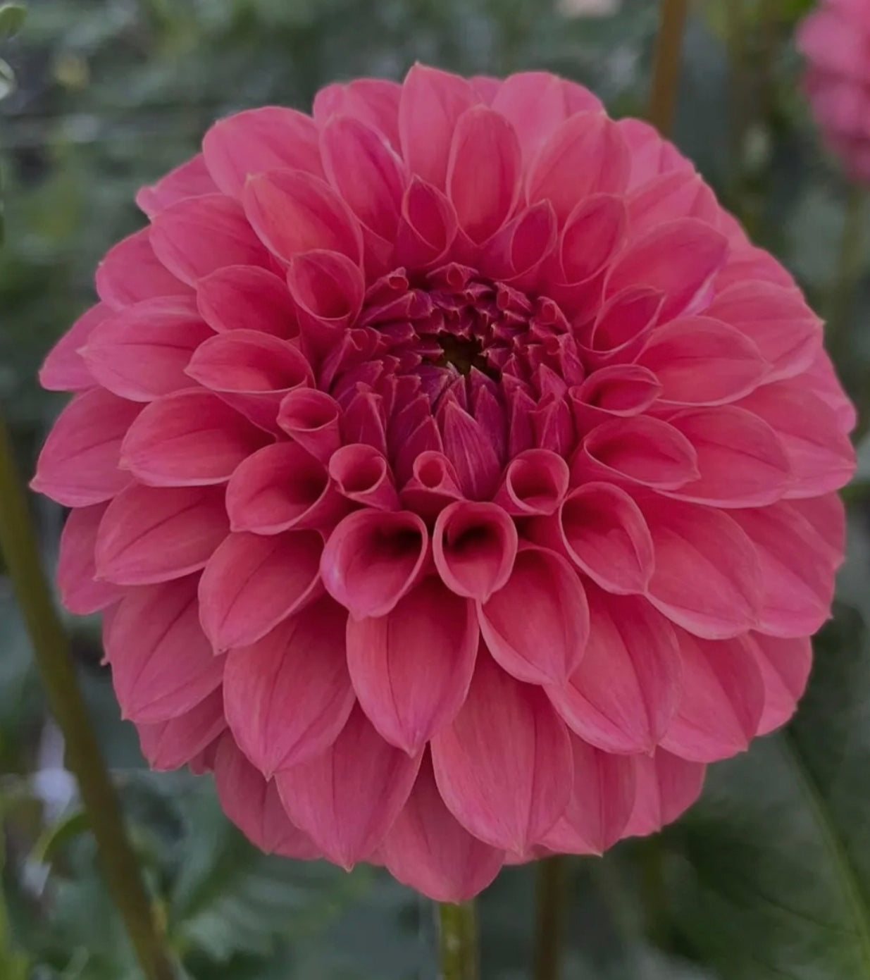 KA's Keltie Rose – Budding Obsession