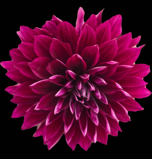 Hollyhill Black Beauty