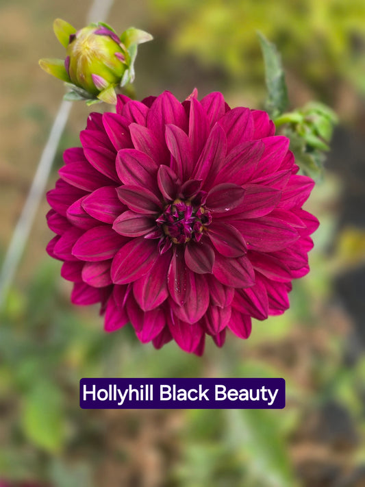 Hollyhill Black Beauty