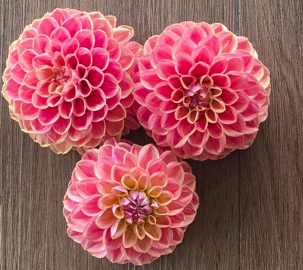 Coseytown Baby Cakes BULK (5)