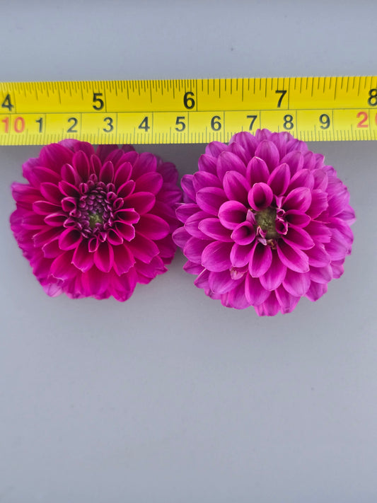 Hollyhill Berry Purple