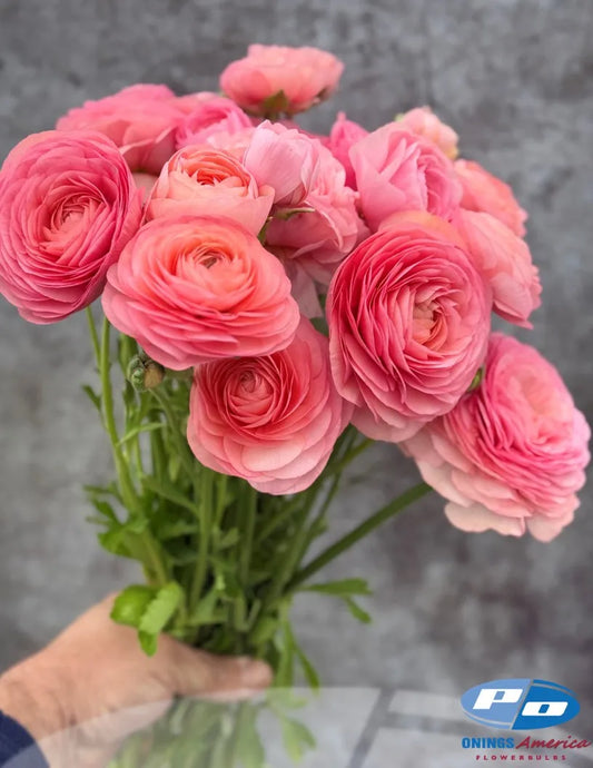 Elegance Salmon 06 Ranunculus